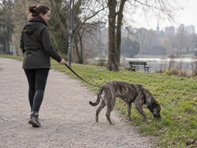 Как помочь собаке вести себя спокойно: рекомендации RSPCA